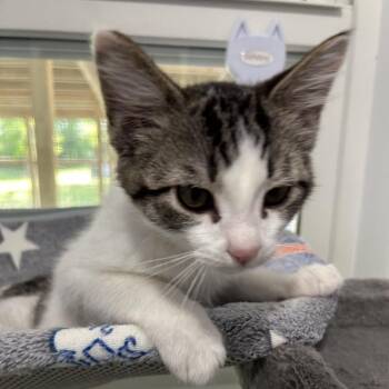 Haze -  Domestic Short Hair Cat for Adoption in Muncie, Indiana - Haze | PetCurious
