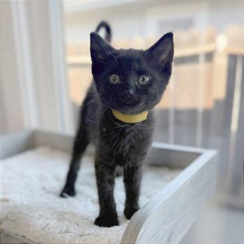 A1046957 Phineas -  Domestic Short Hair Cat for Adoption in Pleasant Hill, California - A1046957 Phineas | PetCurious