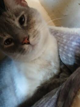 Eris -  Domestic Short Hair Cat for Adoption in Thatcher, Arizona - Eris | PetCurious
