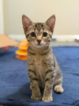 Felix -  Domestic Short Hair Cat for Adoption in Sandy Springs, Georgia - Felix | PetCurious