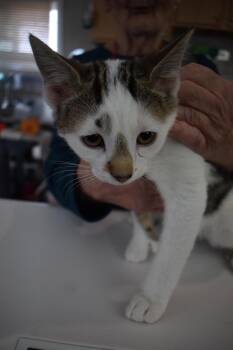 Tom Thumb (L543 K4) -  Domestic Short Hair Cat for Adoption in Pahrump, Nevada - Tom Thumb (L543 K4) | PetCurious
