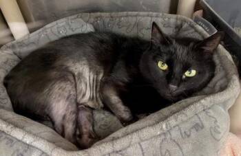 Rescue Domestic Short Hair Cats for Adoption in Annapolis, Maryland - MaMa (with Tiger) | PetCurious