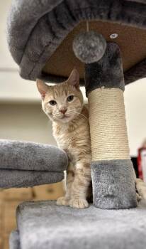 Rescue Domestic Short Hair Cats for Adoption in Mount Rainier, Maryland - MESA | PetCurious