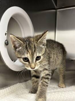 Sora -  Domestic Short Hair Cat for Adoption in Raleigh, North Carolina - Sora | PetCurious