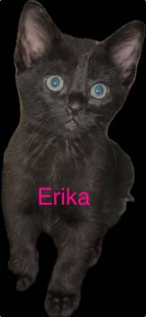 Rescue Domestic Short Hair Cats for Adoption in Casselberry, Florida - Erika | PetCurious