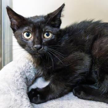 Walla Walla -  Domestic Short Hair Cat for Adoption in South Elgin, Illinois - Walla Walla | PetCurious