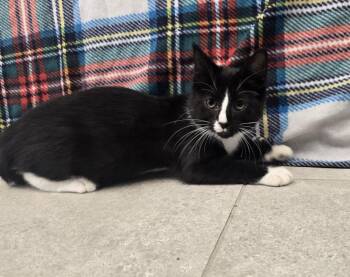 Mimsy -  Domestic Short Hair Cat for Adoption in Dickson, Tennessee - Mimsy | PetCurious