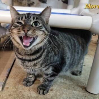 Morel -  Domestic Short Hair Cat for Adoption in Tipp City, Ohio - Morel | PetCurious