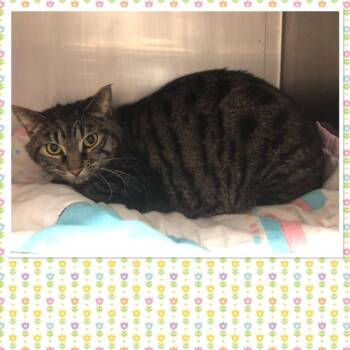 Domestic Short Hair Cats Available for Adoption in Buckhannon, West Virginia - ACORN | PetCurious