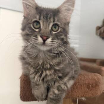 Totem Adams -  Domestic Medium Hair Cat for Adoption in Eagle Mountain, Utah - Totem Adams | PetCurious