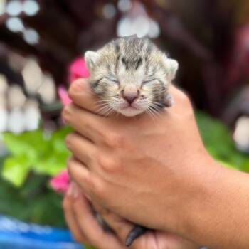 Rescue Domestic Short Hair Cats for Adoption in Oak Grove, Minnesota - Ora (BBT) | PetCurious