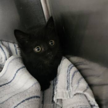 Hopper -  Domestic Short Hair Cat for Adoption in Charleston, West Virginia - Hopper | PetCurious