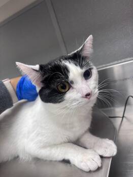Domestic Short Hair Cats Available for Adoption in Las Vegas, Nevada - BEEF CAKE | PetCurious