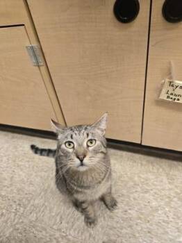 Arnold -  Domestic Short Hair Cat for Adoption in Fort Worth, Texas - Arnold | PetCurious