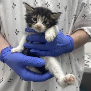 Seasmoke -  Domestic Medium Hair Cat for Adoption in Lakewood, California - Seasmoke | PetCurious