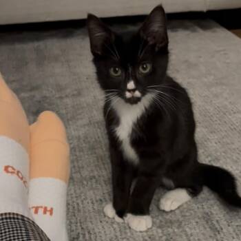 Domestic Short Hair Cats Available for Adoption - Beanie | PetCurious