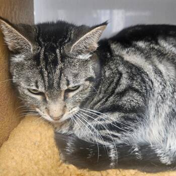 Domestic Short Hair Cats Available for Adoption - Habiba | PetCurious