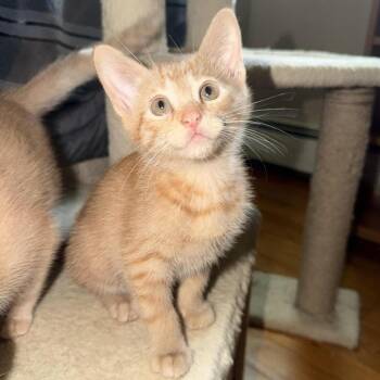 Ford -  Domestic Short Hair Cat for Adoption in Danbury, Connecticut - Ford | PetCurious