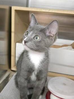 Lil Relish -  Domestic Short Hair Cat for Adoption in River Ridge, Louisiana - Lil Relish | PetCurious