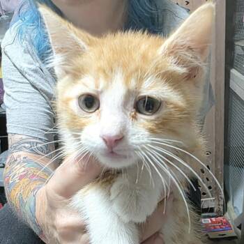 Cheez Whiz -  Domestic Short Hair Cat for Adoption in Sioux Falls, South Dakota - Cheez Whiz | PetCurious