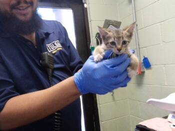 CAR -  Domestic Short Hair Cat for Adoption in Tulsa, Oklahoma - CAR | PetCurious