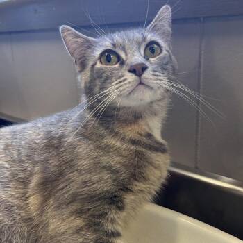Sparkles (Bonded w/ Captain) -  Domestic Short Hair Cat for Adoption in Wilmington, Delaware - Sparkles (Bonded W/ Captain) | PetCurious