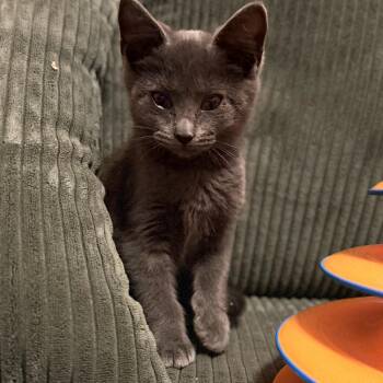 Juna -  Domestic Short Hair Cat for Adoption in Minneapolis, Minnesota - Juna | PetCurious