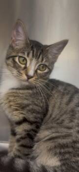 Rescue Tabby Cats for Adoption in Shasta Lake, California - Sally | PetCurious