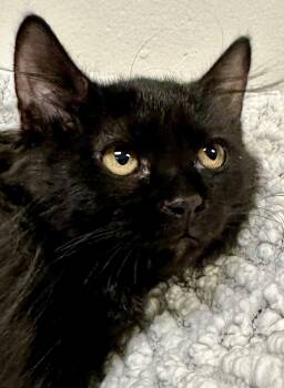 June -  Maine Coon and Domestic Long Hair Cat for Adoption in Phoenix, Arizona - June | PetCurious