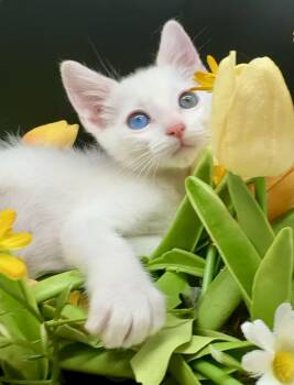 Domestic Medium Hair Cats Available for Adoption in Huntington Beach, California - Marshmallow  | PetCurious