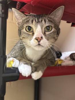 Phillip -  Domestic Short Hair Cat for Adoption in Pueblo, Colorado - Phillip | PetCurious