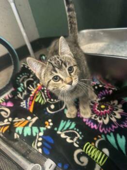 Agate -  Domestic Short Hair Cat for Adoption in Marion, Ohio - Agate | PetCurious