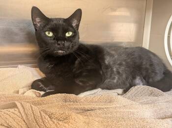 Truly -  Domestic Short Hair Cat for Adoption in Hyde Park, New York - Truly | PetCurious