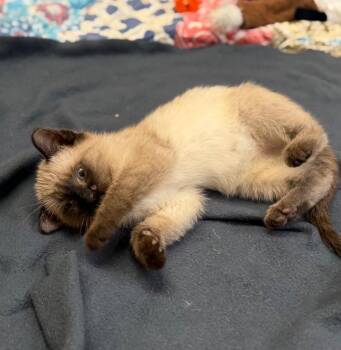 Domestic Short Hair Cats Available for Adoption - Toulouse | PetCurious