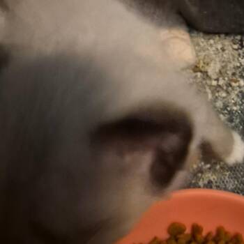 Americano -  Snowshoe Cat for Adoption in Grantsville, Utah - Americano | PetCurious