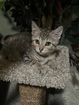 Inspector Gadget -  Domestic Short Hair Cat for Adoption in Mokena, Illinois - Inspector Gadget | PetCurious