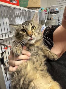 Gulf Stream Waters -  Domestic Long Hair Cat for Adoption in Topeka, Kansas - Gulf Stream Waters | PetCurious