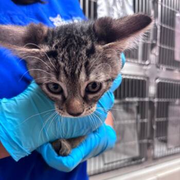 Domestic Short Hair Cats Available for Adoption in Goleta, California - Tigger | PetCurious