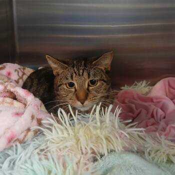 Domestic Short Hair Cats Available for Adoption in York, Pennsylvania - Poppy | PetCurious