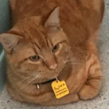 Tabby Cats Available for Adoption - Butter - Handsome & Quiet | PetCurious