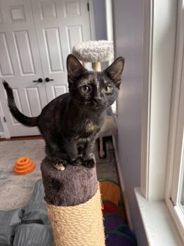 Warrior Cat Tawnypelt -  Domestic Short Hair Cat for Adoption in Leesburg, Virginia - Warrior Cat Tawnypelt | PetCurious