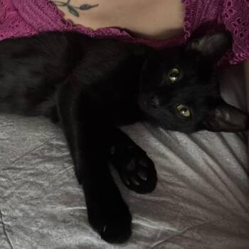 Bagheera -  Domestic Short Hair Cat for Adoption in Calgary, Alberta - Bagheera | PetCurious