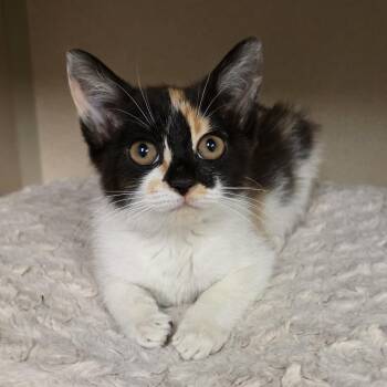 Sofia -  Calico and Domestic Short Hair Cat for Adoption in Greensboro, North Carolina - Sofia | PetCurious