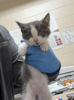Rapunzel -  Domestic Short Hair Cat for Adoption in Westland, Michigan - Rapunzel | PetCurious