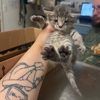 Sassy -  Domestic Medium Hair Cat for Adoption in Charleston, West Virginia - Sassy | PetCurious