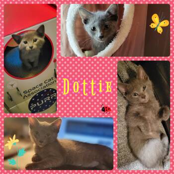 Rescue Domestic Short Hair Cats for Adoption in Creston, Iowa - Dottie | PetCurious