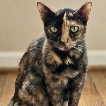 Trina -  Domestic Short Hair Cat for Adoption in Liverpool, Texas - Trina | PetCurious