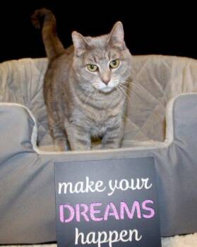 ShyShy -  Domestic Short Hair Cat for Adoption in Genoa, Illinois - ShyShy | PetCurious