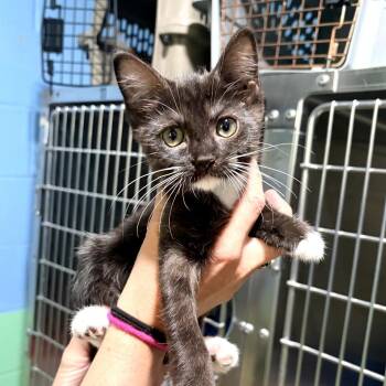Ethel -  Domestic Short Hair Cat for Adoption in Newport, North Carolina - Ethel | PetCurious