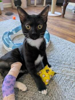 Domestic Short Hair Cats Available for Adoption in Youngsville, North Carolina - Icee26 | PetCurious